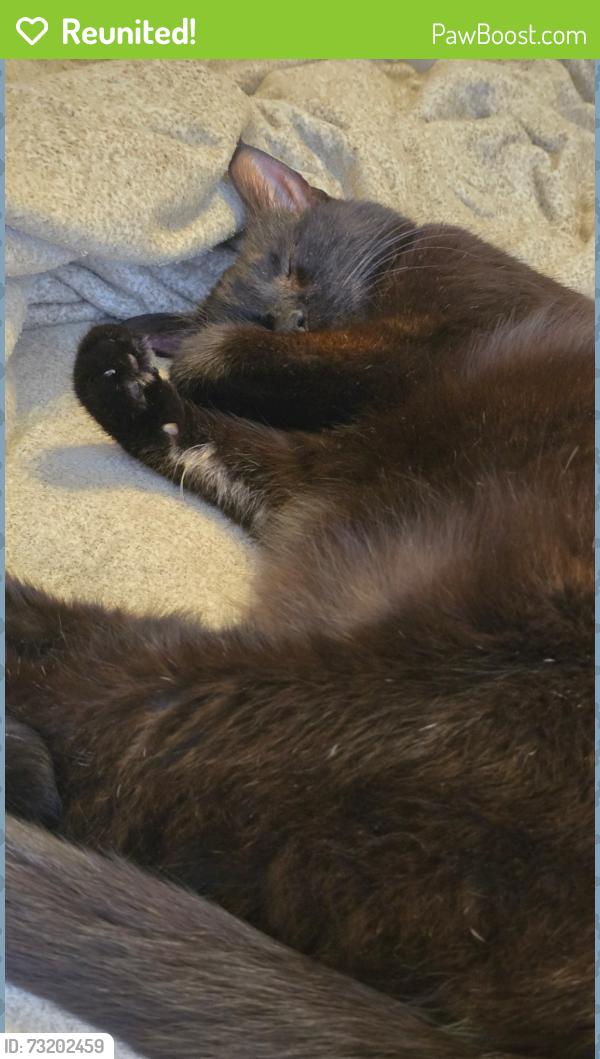 Reunited Male Cat last seen Birchmount and Danforth Rd, Toronto, ON 