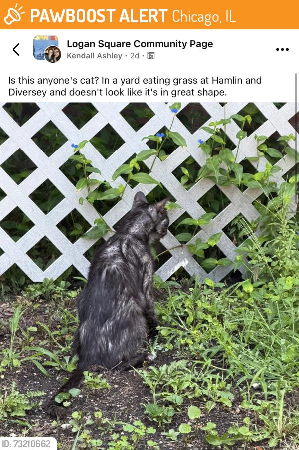 Found/Stray Unknown Cat last seen Diversey and Hamlin, near Logan Square, Chicago, IL 60647