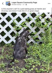 Found/Stray Unknown Cat last seen Diversey and Hamlin, near Logan Square, Chicago, IL 60647