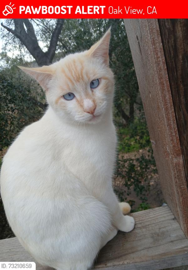 Lost Male Cat last seen Mahoney and prospect, Oak View, CA 93022