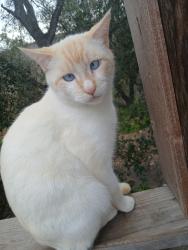 Lost Male Cat last seen Mahoney and prospect, Oak View, CA 93022