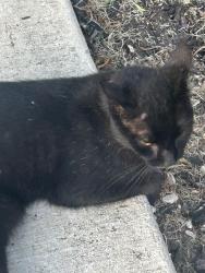 Found/Stray Unknown Cat last seen Valley Ranch Parkway & Ranch View East, San Antonio, TX 78254