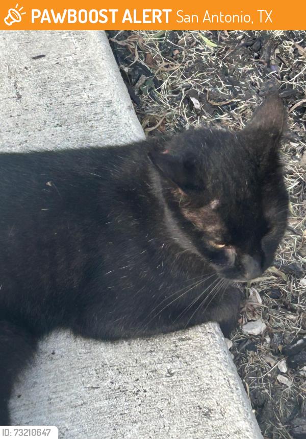 Found/Stray Unknown Cat last seen Valley Ranch Parkway & Ranch View East, San Antonio, TX 78254