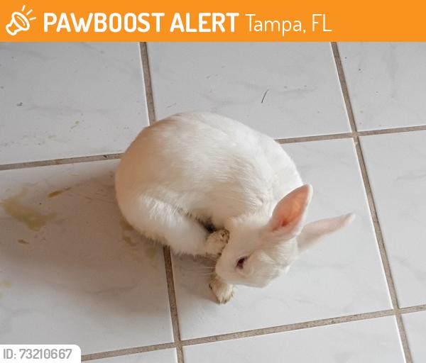Found/Stray Unknown Rabbit last seen Near Village ests Place, Tampa, FL 33618