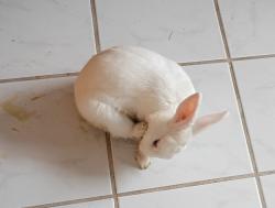 Found/Stray Unknown Rabbit last seen Near Village ests Place, Tampa, FL 33618
