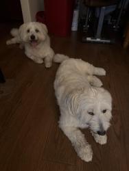 Reunited Male Dog last seen Highway 6 and Bellfort, Sugar Land, TX 77498