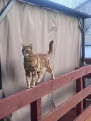 Lost Male Cat last seen Near saguaro dr, West Jordan, UT 84084