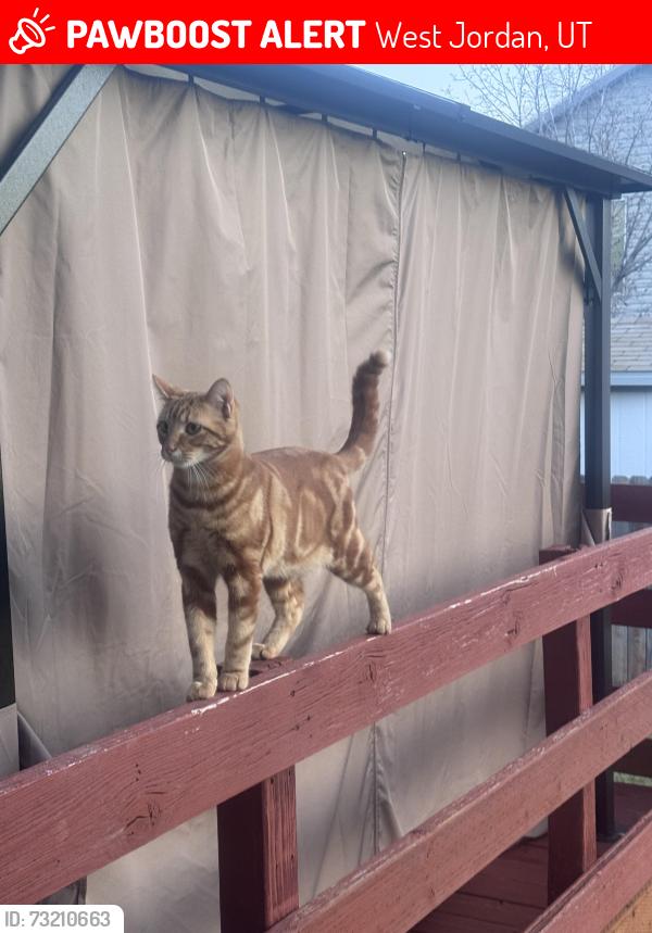 Lost Male Cat last seen Near saguaro dr, West Jordan, UT 84084