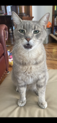 Lost Male Cat last seen Old Carnegie library, Xenia, OH 45385