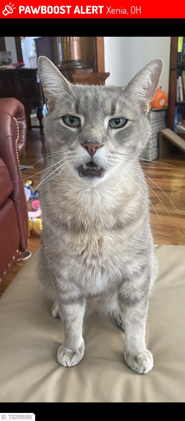 Lost Male Cat last seen Old Carnegie library, Xenia, OH 45385