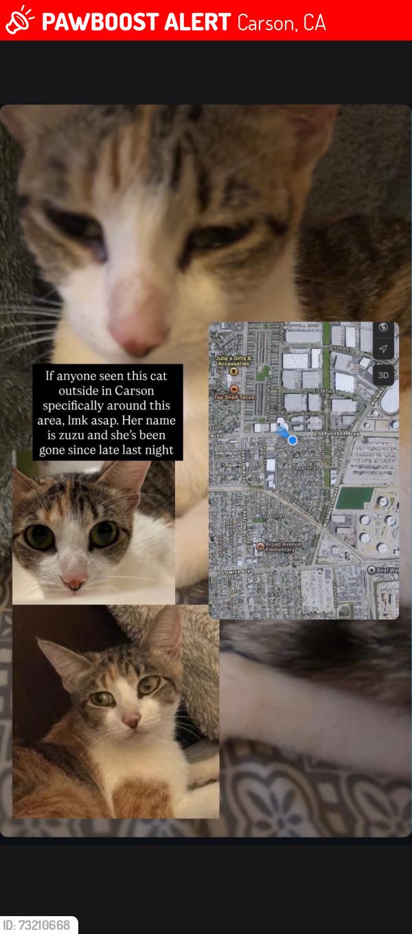 Lost Female Cat last seen Banning and sepulveda, Carson, CA 90745