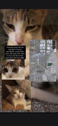 Lost Female Cat last seen Banning and sepulveda, Carson, CA 90745