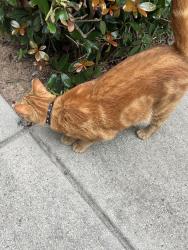 Found/Stray Male Cat last seen Abbott dr sw, Powder Springs, GA 30127