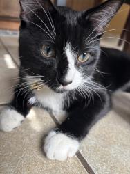 Lost Male Cat last seen Near to grantosa area, Milwaukee, WI 53218