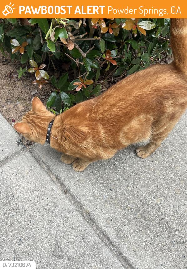 Found/Stray Male Cat last seen Abbott dr sw, Powder Springs, GA 30127