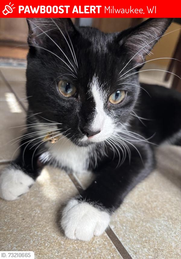 Lost Male Cat last seen Near to grantosa area, Milwaukee, WI 53218
