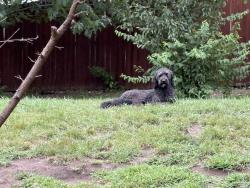 Reunited Female Dog last seen Pinecroft and Autumnwood dr, Rockton, IL 61072