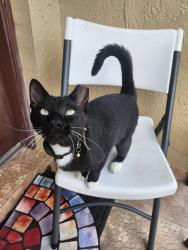 Found/Stray Unknown Cat last seen 133rd & 59th Ter, Miami, FL 33183