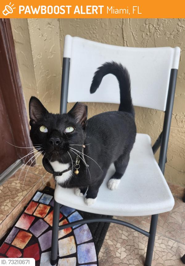 Found/Stray Unknown Cat last seen 133rd & 59th Ter, Miami, FL 33183