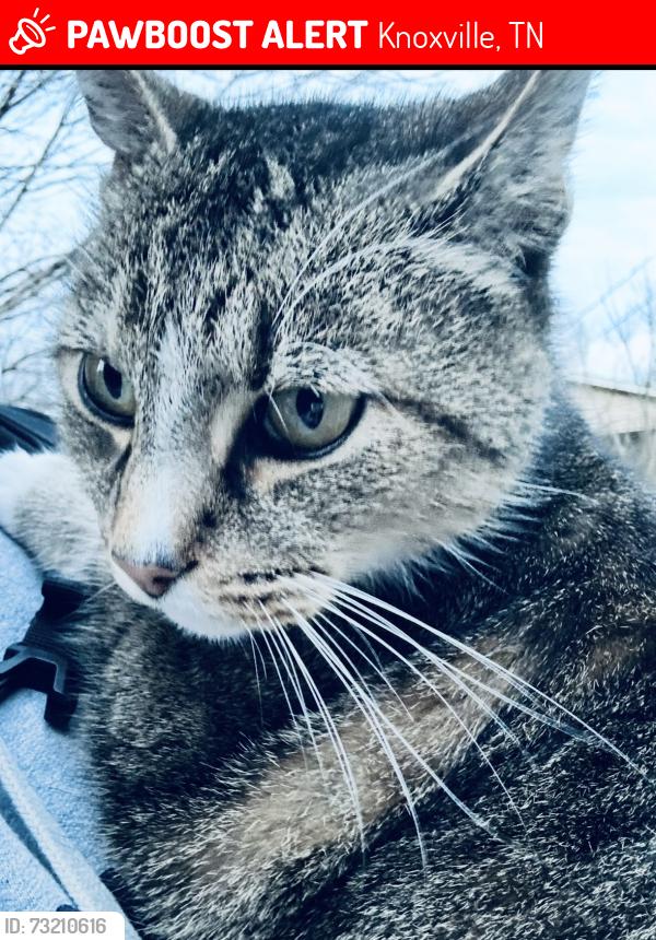 Lost Male Cat last seen Woodson Dr, Maryville pike, Kimberlin Heights, TN 37920