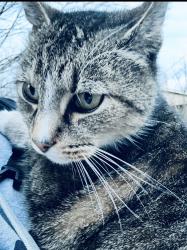 Lost Male Cat last seen Woodson Dr, Maryville pike, Kimberlin Heights, TN 37920