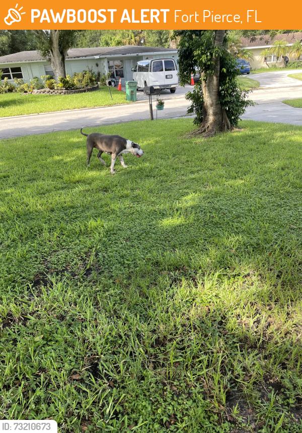 Found/Stray Male Dog last seen Near blocks east of 25 off of Cortez, Fort Pierce, FL 34982