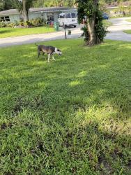 Found/Stray Male Dog last seen Near blocks east of 25 off of Cortez, Fort Pierce, FL 34982