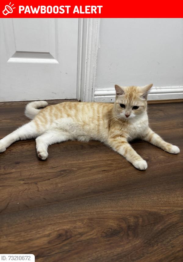 Lost Female Cat last seen Uphall road, Greater London, England 