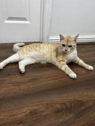 Lost Female Cat last seen Uphall road, Greater London, England 