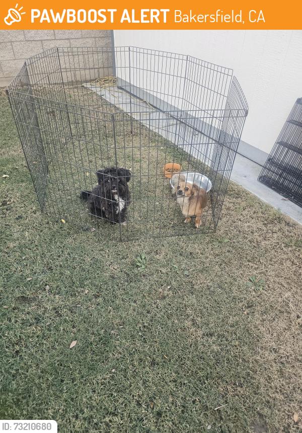 Found/Stray Unknown Dog last seen Fire opal dr 93313, Bakersfield, CA 93313