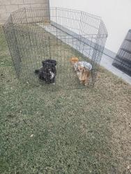 Found/Stray Unknown Dog last seen Fire opal dr 93313, Bakersfield, CA 93313