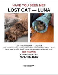 Reunited Female Cat last seen Herbert St at Bennett St, Wakefield, MA 01880