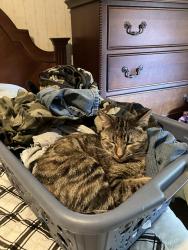 Reunited Female Cat last seen 29th and Oliver, Wichita, KS 67220