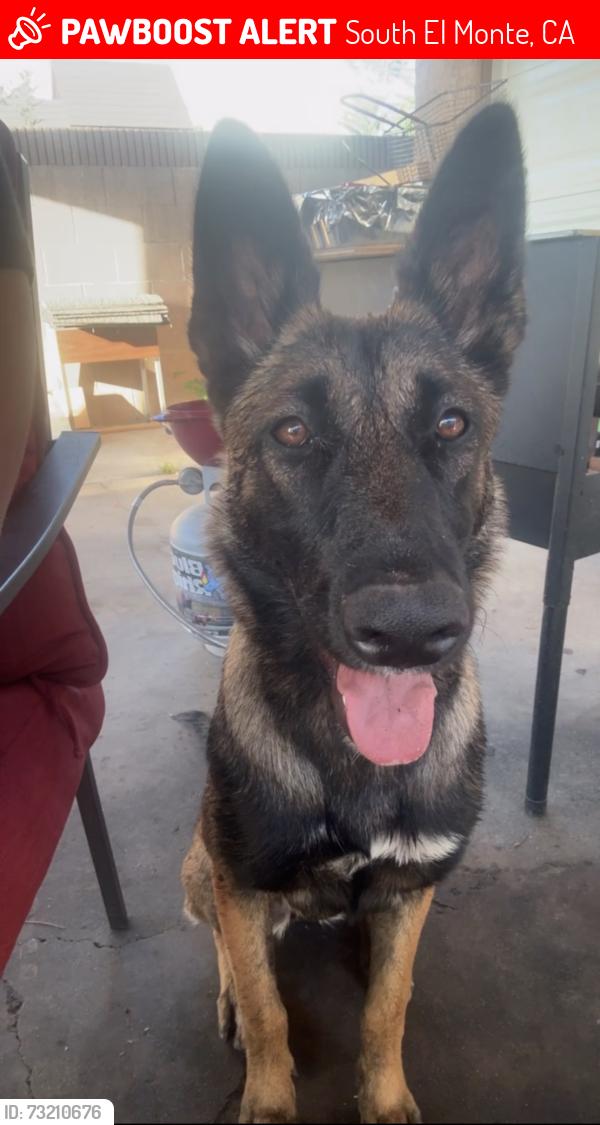 Lost Female Dog last seen Sastre ave, South El Monte, CA 91733