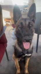 Lost Female Dog last seen Sastre ave, South El Monte, CA 91733