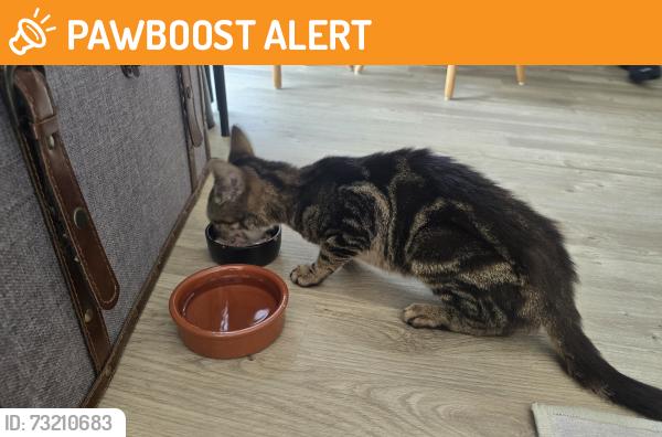 Found/Stray Female Cat last seen The High Level Bridge, Kent, England ME14 1LQ