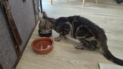 Found/Stray Female Cat last seen The High Level Bridge, Kent, England ME14 1LQ