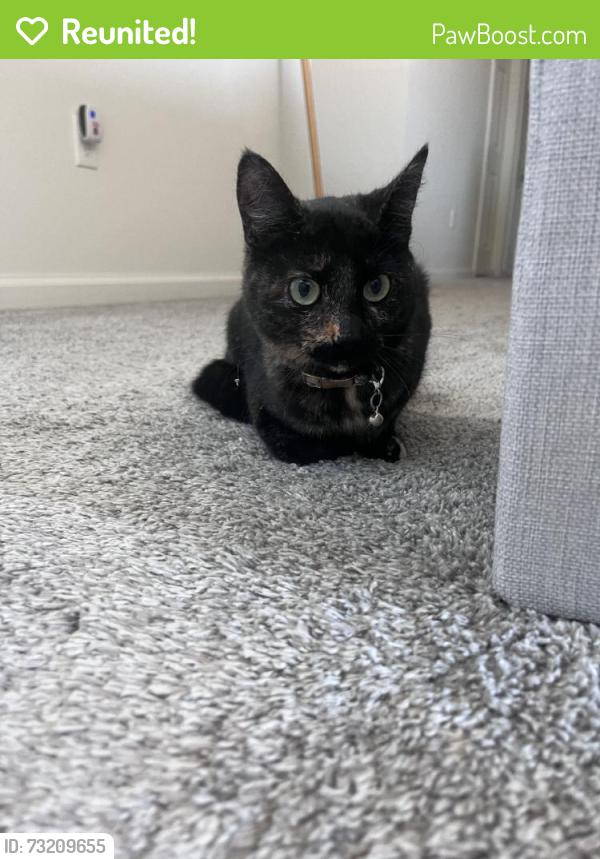 Reunited Unknown Cat last seen Near W Sapphire Dr, Tooele, UT 84074, USA, Tooele, UT 84074