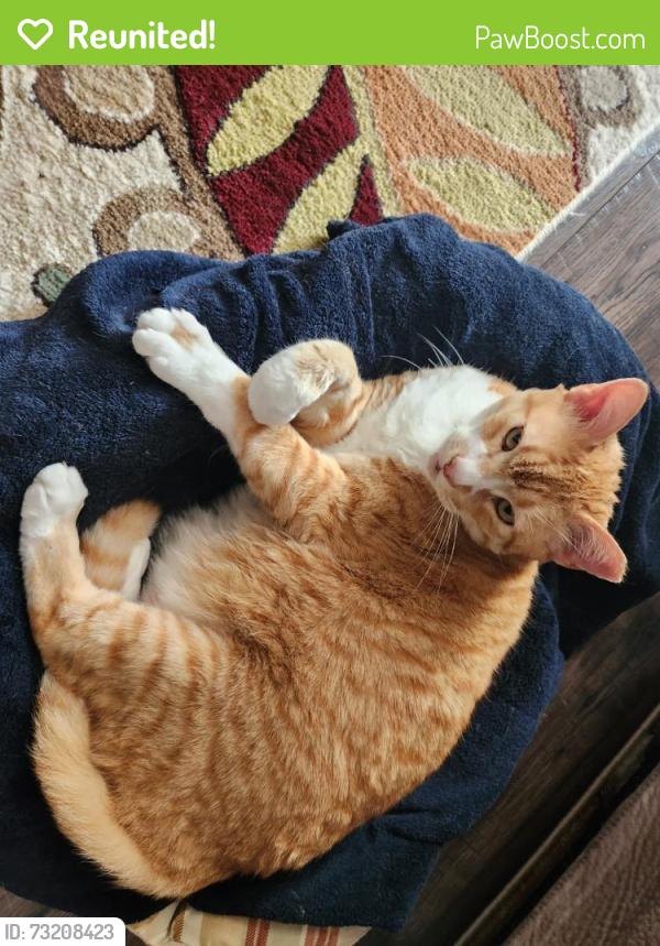 Reunited Male Cat last seen Fern hammock dr, Jacksonville, FL 32258