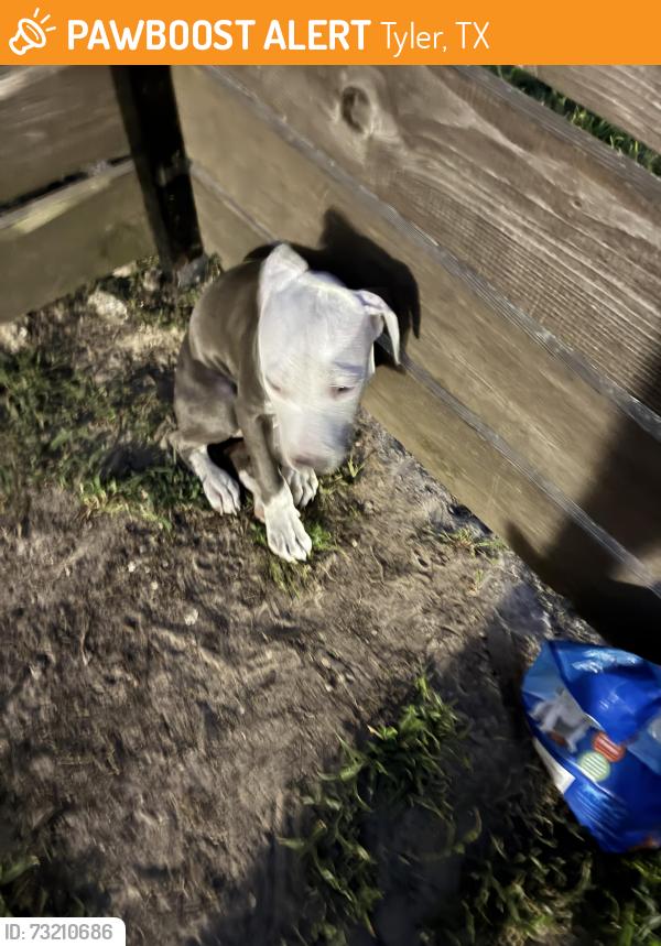Found/Stray Male Dog last seen My fenced backyard 4920 Thistle Dr Apt 29 Tyler Tx, Tyler, TX 75703