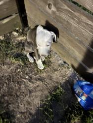 Found/Stray Male Dog last seen My fenced backyard 4920 Thistle Dr Apt 29 Tyler Tx, Tyler, TX 75703