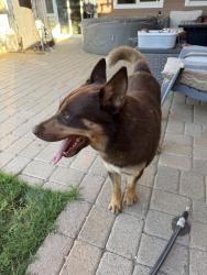 Reunited Male Dog last seen Fitzgerald, Simi Valley, CA 93065