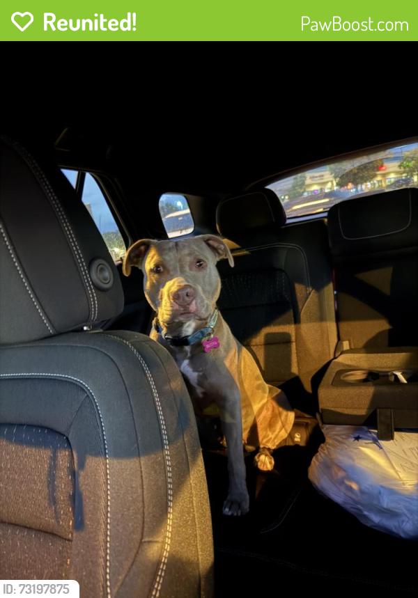 Reunited Female Dog last seen 58th and Ward, Arvada, CO 80004