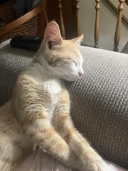 Reunited Male Cat last seen 29th and Oliver, Wichita, KS 67220