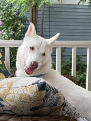 Reunited Female Dog last seen Yorkshire and Cottage Grove, Cleveland Heights, OH 44118