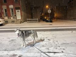 Lost Male Dog last seen Leigh ave & broad st, Philadelphia, PA 19133
