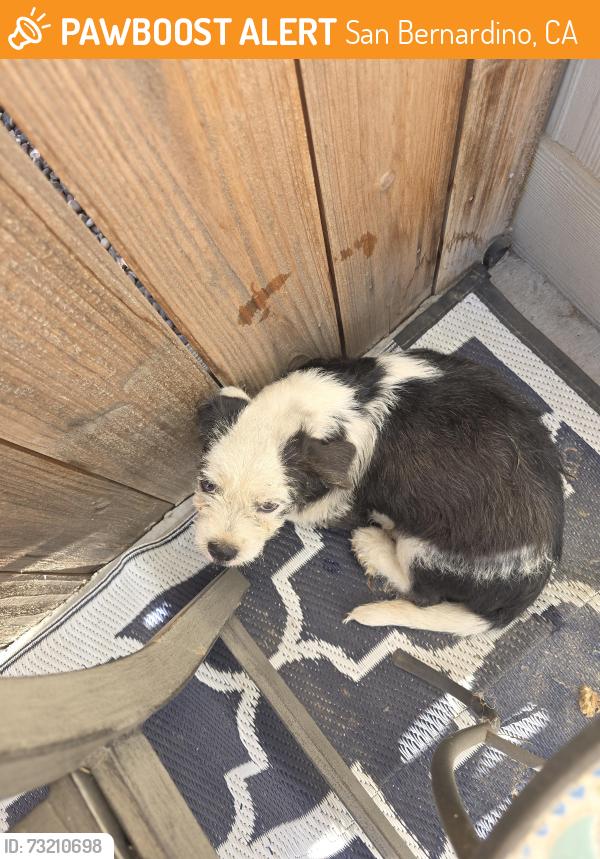 Found/Stray Unknown Dog last seen Kyla and macy, San Bernardino, CA 92410