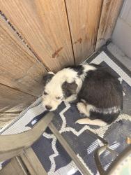 Found/Stray Unknown Dog last seen Kyla and macy, San Bernardino, CA 92410