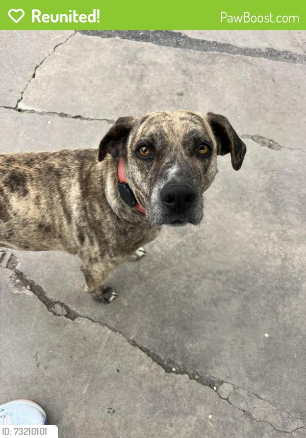 Reunited Female Dog last seen Near S 700 W, Salt Lake City, 84123, Salt Lake City, UT 84123