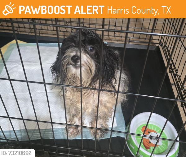 Found/Stray Unknown Dog last seen Ricewood Village Trail, Harris County, TX 77449